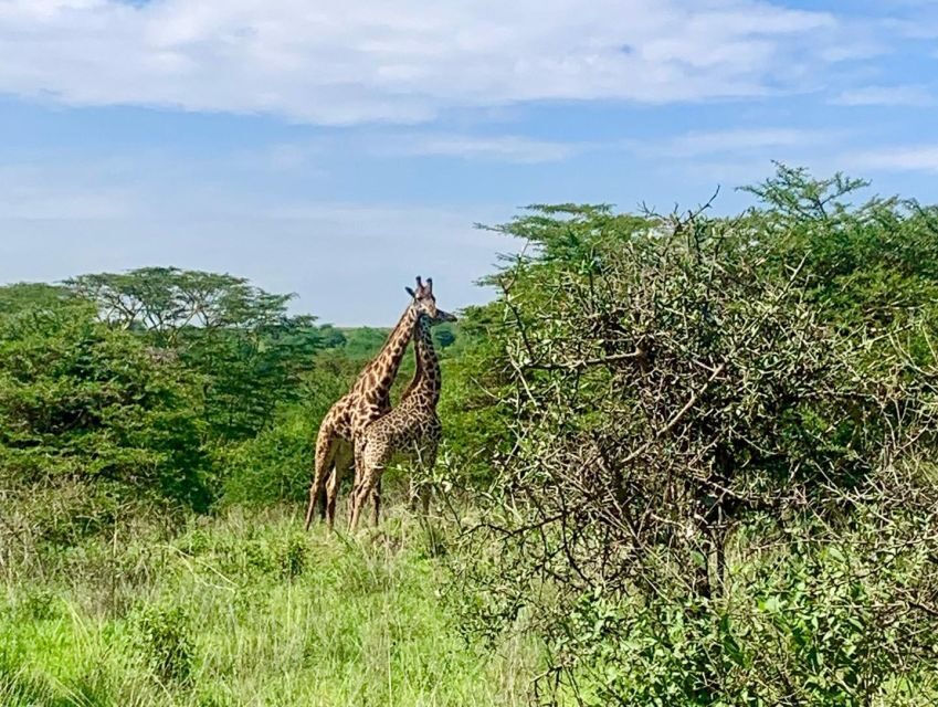 Nairobi National Park Morning or Evening Game Drive - What Makes the Experience Special?