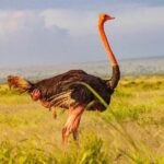 Nairobi National Park Morning Private Half-Day Game Drive. - A Detailed Breakdown of the Tour