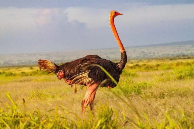 Nairobi National Park Morning Private Half-Day Game Drive. - A Detailed Breakdown of the Tour
