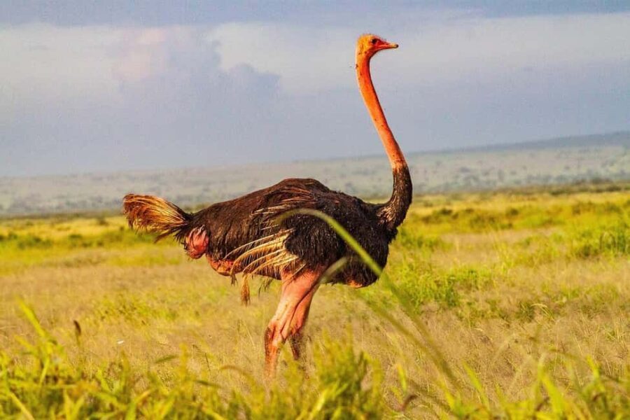 Nairobi National Park Morning Private Half-Day Game Drive. - A Detailed Breakdown of the Tour