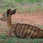 Nairobi: National Park & Optional Elephants & Giraffe Center - Who Is This Tour Best For?