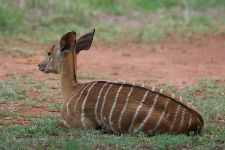 Nairobi: National Park & Optional Elephants & Giraffe Center - Who Is This Tour Best For?