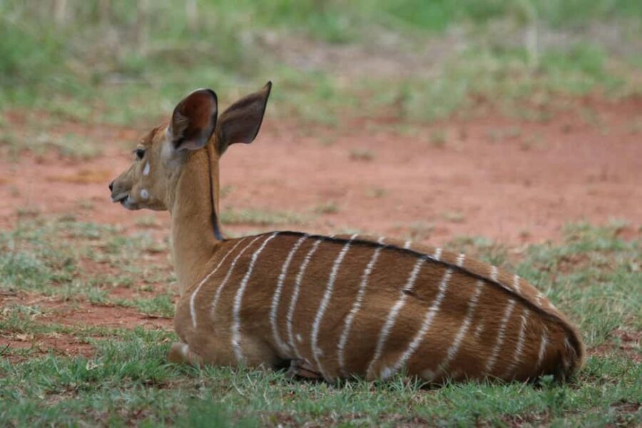 Nairobi: National Park & Optional Elephants & Giraffe Center - Who Is This Tour Best For?