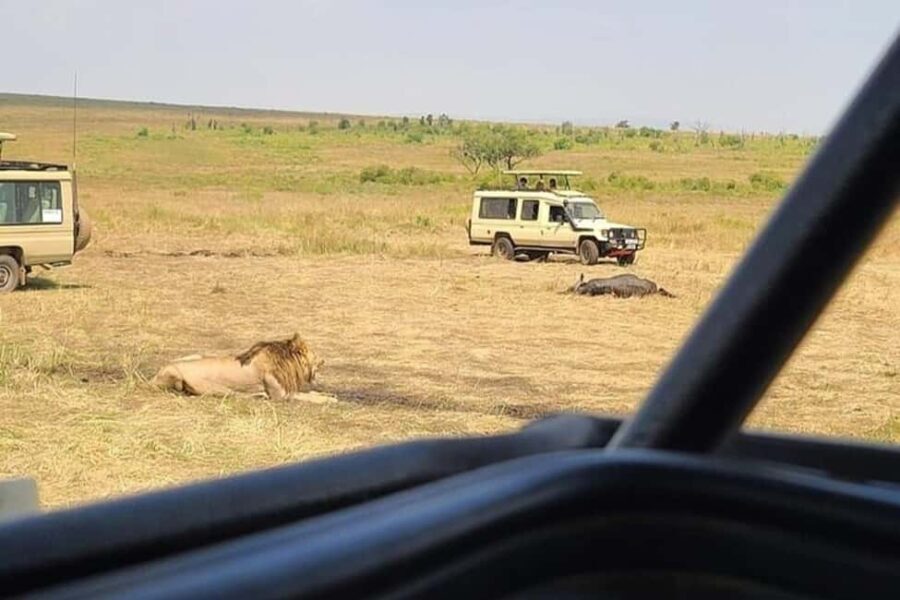 Nairobi National Park Private Half Day Tour with Pick up - In-Depth Breakdown of the Experience