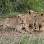 Nairobi: National Park Private Tour in 4X4 Jeep - Why This Tour Works