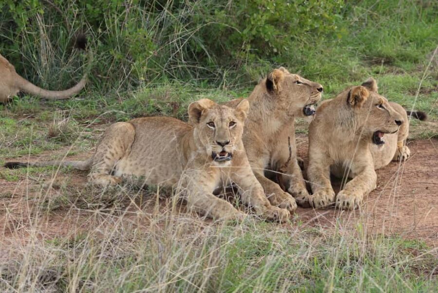 Nairobi: National Park Private Tour in 4X4 Jeep - Why This Tour Works