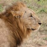 Nairobi National Park: Private Tour in a 4X4 Landcruiser - Practical Details and Tips