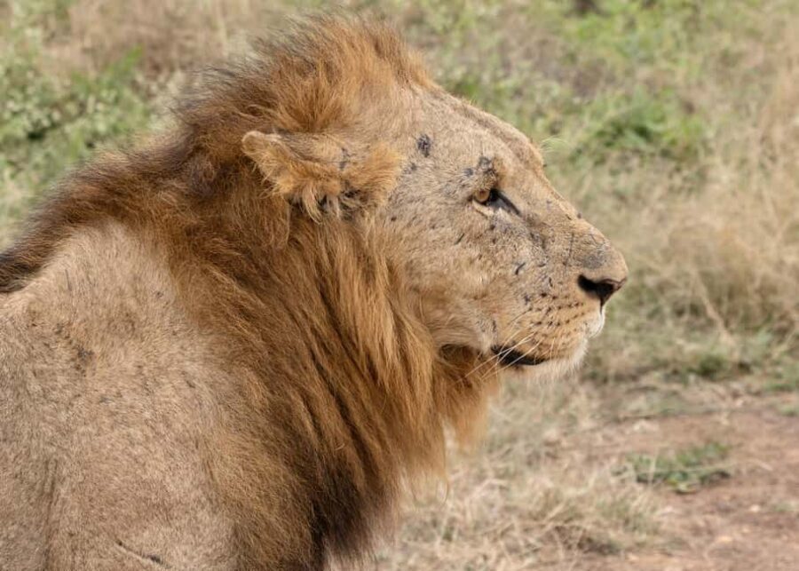 Nairobi National Park: Private Tour in a 4X4 Landcruiser - Practical Details and Tips