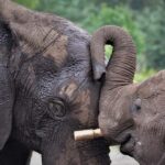"Nairobi: National Park, Sheldrick, Giraffe Center & Bomas" - Nairobi National Park: Wildlife in the Urban Jungle