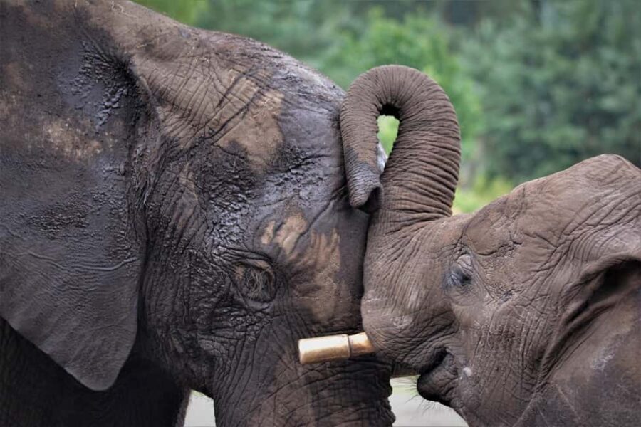 "Nairobi: National Park, Sheldrick, Giraffe Center & Bomas" - Nairobi National Park: Wildlife in the Urban Jungle