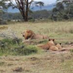 Nairobi National Park Tour Half Day - FAQ
