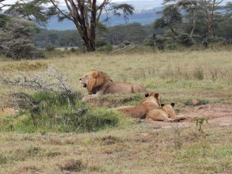 Nairobi National Park Tour Half Day - FAQ