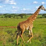 Nairobi National Park Tour with Game Drive and Transfer - Who Is This Tour Best Suited For?