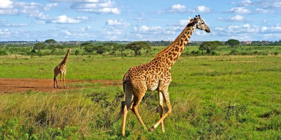 Nairobi National Park Tour with Game Drive and Transfer - Who Is This Tour Best Suited For?