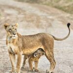 Nairobi National Park: Tour "World's Only Wildlife Capital" - What to Expect on the Journey