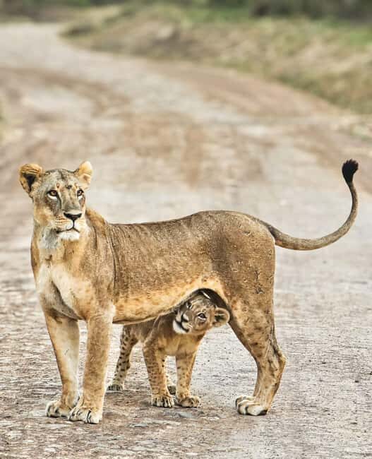 Nairobi National Park: Tour "World's Only Wildlife Capital" - What to Expect on the Journey