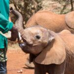 Nairobi Park, Elephant, Giraffe, Bomas & Safaripark Dinner - The Bottom Line