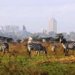 Nairobi Park, Optional Giraffe Centre & Sheldrick Orphanage - Optional Visits: Sheldrick Elephant Orphanage