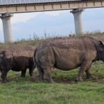 Nairobi: Private Game Drive in Nairobi National Park - The Practicalities: What to Expect