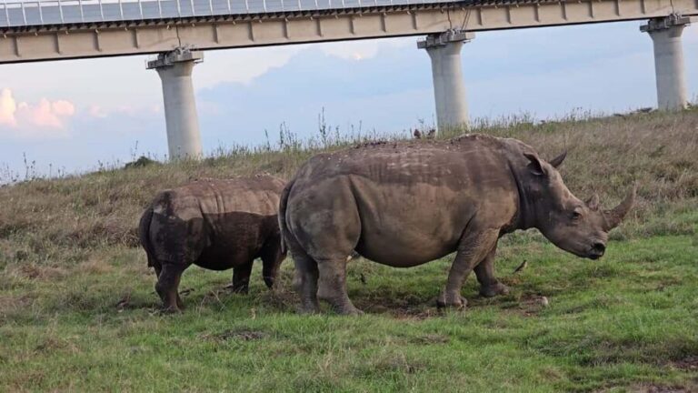 Nairobi: Private Game Drive in Nairobi National Park - The Practicalities: What to Expect