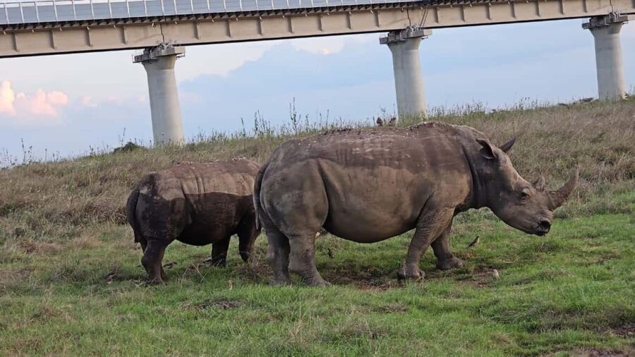 Nairobi: Private Game Drive in Nairobi National Park - The Practicalities: What to Expect