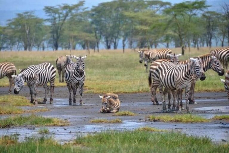 Nairobi: Private Lake Nakuru National Park Day Trip - A Detailed Look at the Lake Nakuru Experience