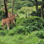 Nairobi Safari:National Park, Elephants &Giraffes GuidedTour - Is This Tour Worth It?