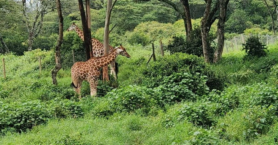 Nairobi Safari:National Park, Elephants &Giraffes GuidedTour - Is This Tour Worth It?