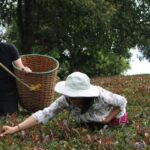 Nairobi: Tea Farm Tour with Waterfall Hike at Gatura Greens - Practical Details and What to Expect