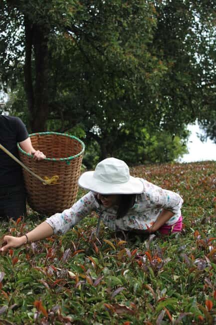 Nairobi: Tea Farm Tour with Waterfall Hike at Gatura Greens - Practical Details and What to Expect