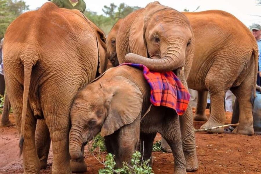 Nairobi Tours with Different Options - What Makes This Tour Stand Out?