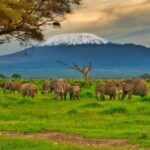 Nairobi:Day trip to Amboseli National park & Maasai village - Transport and Group Size