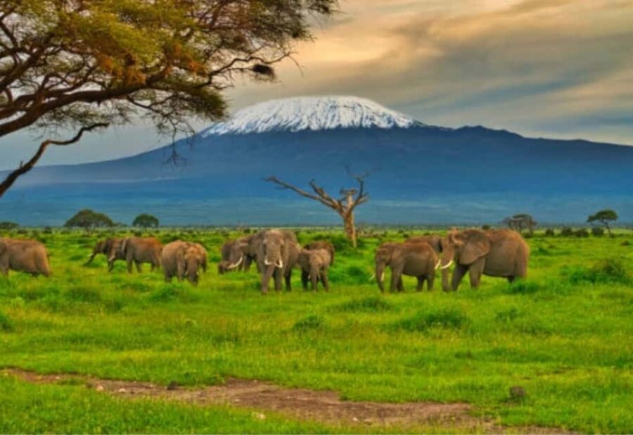 Nairobi:Day trip to Amboseli National park & Maasai village - Transport and Group Size