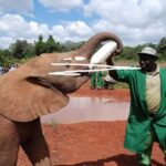 Nairobi:Nairobi national park,David sheldrick,GiraffeCenter - The Experience: What to Expect