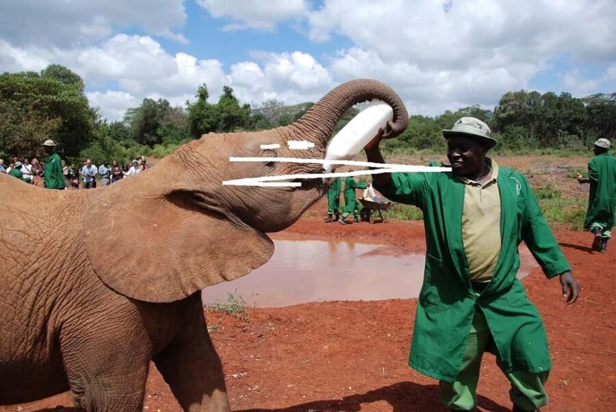 Nairobi:Nairobi national park,David sheldrick,GiraffeCenter - The Experience: What to Expect
