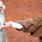 Nairobi:National Park,Elephant Orphanage&Giraffe Center Tour - The Value and Practicalities