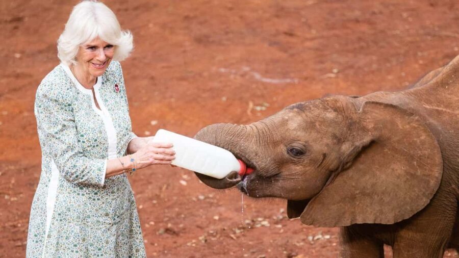 Nairobi:National Park,Elephant Orphanage&Giraffe Center Tour - The Value and Practicalities