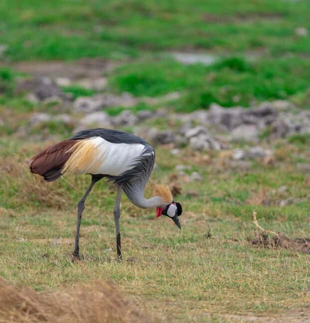 Naivasha: Lake Naivasha & Hells Gate National Park - What’s Included and What’s Not