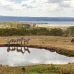 nakuru:private guided tour - What to Expect and Practical Tips