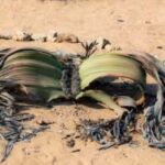 Namib-Naukluft National Park: Moon Valley & Welwitschia Tour - Exploring Namibia’s Moon Valley: What to Expect