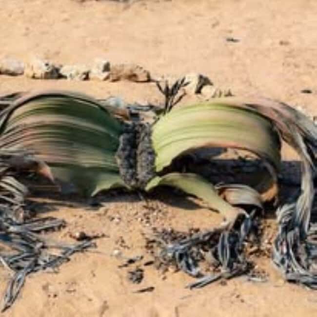 Namib-Naukluft National Park: Moon Valley & Welwitschia Tour - Exploring Namibia’s Moon Valley: What to Expect