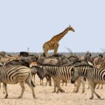 Namibia Coastal Tour Excursion - An In-Depth Look at the Namibia Coastal Tour