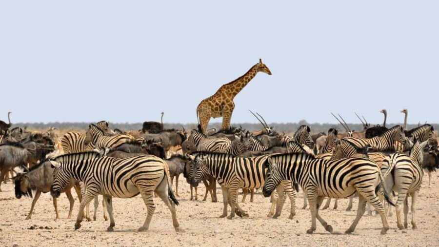 Namibia Coastal Tour Excursion - An In-Depth Look at the Namibia Coastal Tour