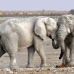 Namibian Adventure (Camping) 5 Days / 4 Nights - Practical Aspects of the Tour