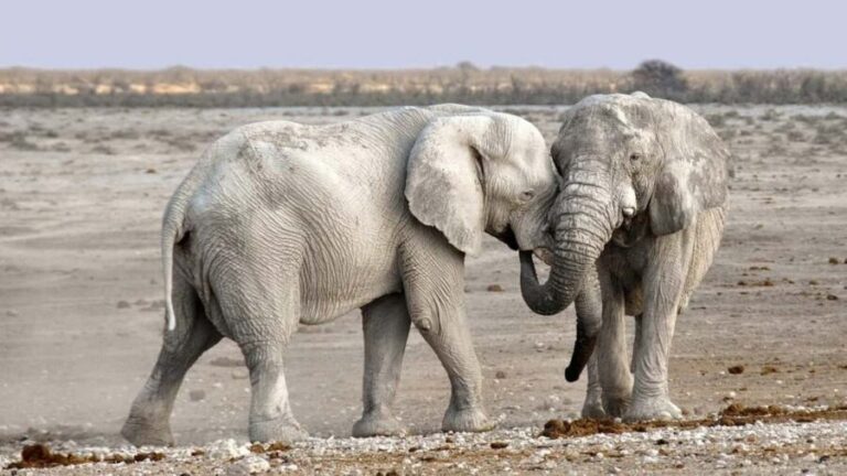 Namibian Adventure (Camping) 5 Days / 4 Nights - Practical Aspects of the Tour