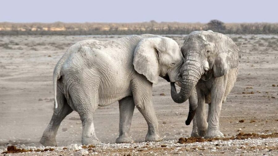 Namibian Adventure (Camping) 5 Days / 4 Nights - Practical Aspects of the Tour