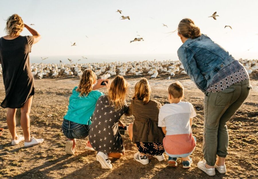 Napier: Cape Kidnappers Gannet, Nature & Sightseeing Tour - What to Expect from the Tour