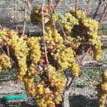 Napier: Winery + Gin Tasting Tour with Lunch Thu Fri Sat - What Makes This Tour Stand Out?