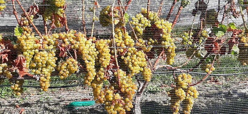 Napier: Winery + Gin Tasting Tour with Lunch Thu Fri Sat - What Makes This Tour Stand Out?