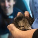 National Kiwi Hatchery - Kiwi Encounter Guided Tour - Exploring the Rotorua Kiwi Encounter Experience